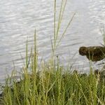 Spartina maritima Habit