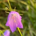 Campanula rotundifolia Flor