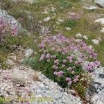 Armeria castellana Tervik taim