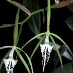 Epidendrum ciliare പുഷ്പം