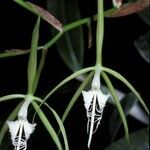 Epidendrum ciliare Kvet