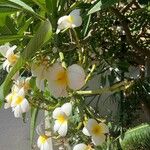 Plumeria alba Flors