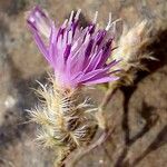 Centaurea virgata