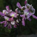 Lonchocarpus heptaphyllus 花