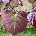 Cercis canadensisBlad