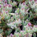 Drosanthemum floribundum Likasa