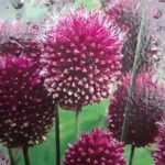 Allium sphaerocephalon Flors