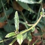 Brassica nigra Φύλλο