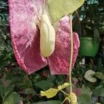 Aristolochia giganteaFlower