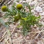 Matricaria discoideaFlower