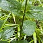 Scrophularia nodosa Leaf