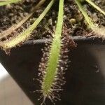 Drosera capensis Blad