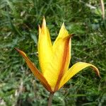 Tulipa sylvestris Fiore