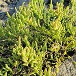 Salicornia europaea Blatt