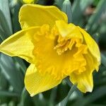 Narcissus minor Flor