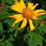 Tithonia diversifolia Kwiat