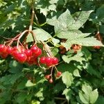 Viburnum opulus ഫലം