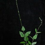 Phryma oblongifolia Habitatea