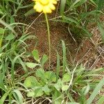 Emilia discifolia 整株植物