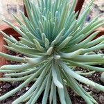 Dudleya edulis Hoja