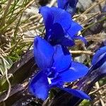 Gentiana brachyphylla ফুল