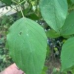 Cornus rugosa Blatt