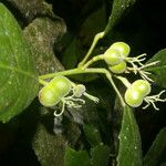 Cleidion castaneifolium Fruit