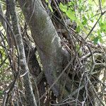 Ficus craterostoma Corteza