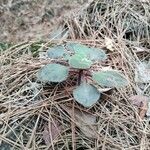 Aichryson laxum Leaf