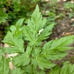 Chaerophyllum hirsutum List