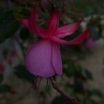 Fuchsia × standishiiBlüte