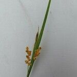 Carex aurea Blatt