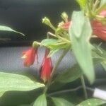 Alstroemeria psittacina Flower