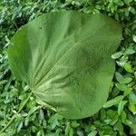 Catalpa bignonioides Leaf