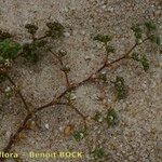Loeflingia baetica Кора