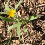 Dittrichia graveolens Leaf