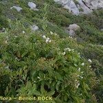 Convolvulus fernandesii