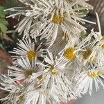 Erigeron speciosus Flower