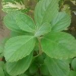 Plectranthus amboinicus Levél