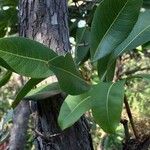 Ochna pulchra Leaf