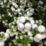 Gaultheria mucronata Fruto