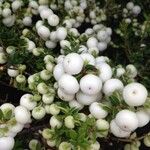 Gaultheria mucronata Fruit