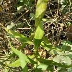 Symphyotrichum lanceolatum ഇല