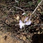 Viola corsica Bloem