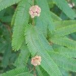 Calliandra surinamensis Feuille