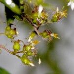 Chaetogastra longifolia Fruit