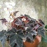 Begonia heracleifolia 叶