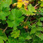 Geranium pusillum Frunză