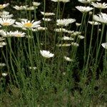 Leucanthemum monspeliense Habit