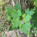 Acer glabrum Leaf